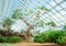 Exotic trees in a glass greenhouse