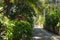 Exotic trees and plants. Tropical path landscape. Walkway in nature among trees and bushed with bamboo fence