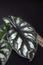 Exotic tropical Alocasia Baginda Cuprea Dragon Scale potted house plant on black background