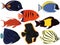 Exotic tropical aquarium fish collection vector illustration
