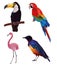 Exotic tropical birds set - flamingo, toucan, hummingbird, parrot. illustration