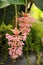 Exotic tropical blooming plants with pink flowers