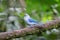 Exotic tropical blue colored bird in Mindo, Ecuador
