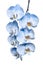 Exotic tropical branch of romantic blue orchids flowers