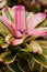 Exotic tropical bromeliad flower inside of which is water