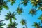 Exotic tropical coconut palm trees lush crowns