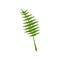 Exotic Tropical Feathery Palm Leaf, Botanical Design Element Vector Illustration