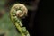 Exotic tropical ferns, macro