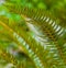 Exotic tropical ferns with shallow depth of field. Beautiful background made with young green fern leaves