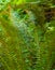 Exotic tropical ferns with shallow depth of field. Beautiful background made with young green fern leaves