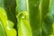 Exotic tropical ferns with shallow depth of field. Green spring, Beautiful background.