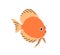 Exotic tropical fish swimming. Sea marine animal. Small little ornamental aquarium species. Decorative discus