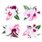 Exotic tropical floral bouquets arranged from Singapore orchid f