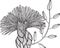 Exotic tropical flower with branch and leaves - detailed coloring page for adults