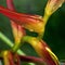 Exotic tropical flower close-up - Heliconia