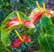 Exotic tropical flowers in Madeira, Portugal