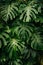 Exotic tropical forest with lush palm leaves, vibrant green jungle nature panorama wallpaper