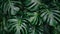 Exotic tropical forest with lush palm trees and wild plants, panoramic wallpaper concept