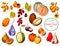 Exotic tropical fruits and berries icons