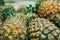 Exotic tropical fruits, pineapples fruit display in the fresh market