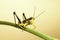 Exotic tropical grasshopper insect background