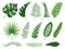 Exotic tropical leaves. Monstera plant leaf, banana plants and green tropics palm leaves isolated vector illustration
