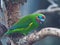 Exotic Tropical Male Double-Eyed Fig Parrot.
