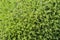 Exotic tropical moss background