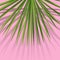 Exotic tropical palm leaves. Botanical leaves on millenial pink background. Exotic background