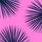 Exotic tropical palm leaves. Botanical leaves on millenial pink background. Exotic background