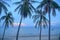 Exotic tropical vibrant coastal waterscape with palm trees in a blue sky over ocean water. Thailand