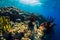 Exotic underwater world with corals and fish in tropics