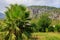 Exotic vegetation on the Mediterranean coast. Turkish palms. The green province of Antalya in Turkey. Background