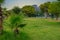 Exotic vegetation on the Mediterranean coast. Turkish palms. The green province of Antalya in Turkey. Background