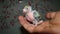 Exotic veterinarian holding baby budgie parrot. wildlife vet takes care baby birds, orphan bird care, feeding babies. veterinary m