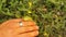 Exotic veterinarian holding a male katydid. It`s looks like a leaf, harmless