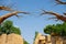 Exotic view with dry branches of baobabs