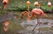 Exotic water birds called flamingo