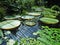 Exotic water lilies leaves