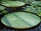 Exotic water lilies leaves