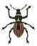 Exotic weevil Pachyrhynchus loheri