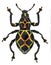 Exotic weevil Pachyrhynchus reticulatus