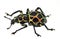 Exotic weevil Pachyrhynchus reticulatus