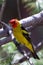 Exotic Western Tanager perched on a branch in a bright and vibrant setting