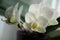 Exotic white flower of Orchid potted flowering plant