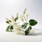 Exotic White Flowers With Green Leaves: A Delicate And Flourishing Botanical Display