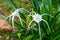 Exotic white Hymenocallis flower in tropical park