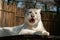 Exotic white tiger lounging atop a rustic wooden crate in a zoo.