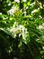 Exotic white tobacco plant flower