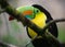 Exotic wild bird in Costa Rica. Keel-billed Toucan perched on a jungle tree branch